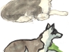sheepdogs